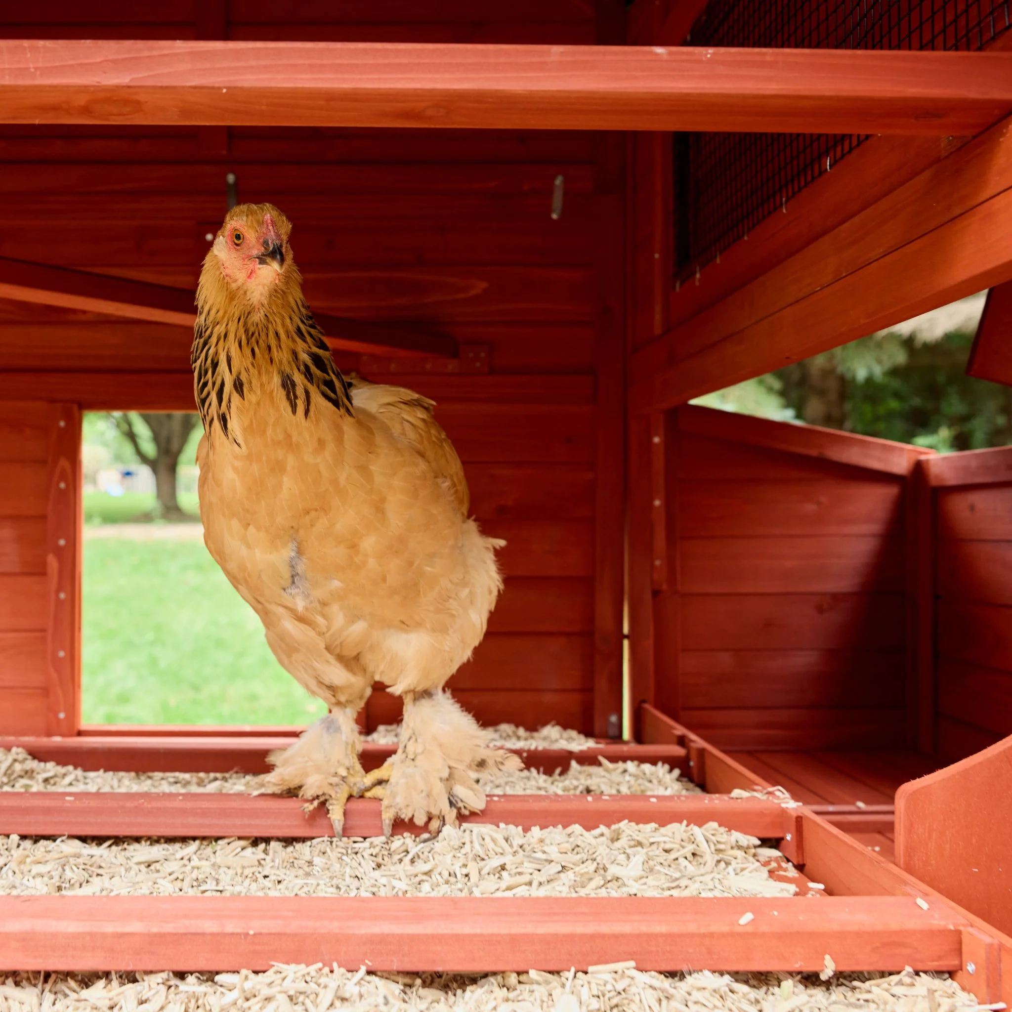 Chicken Coop for 6 Chickens – Orpington Lodge - Image 24