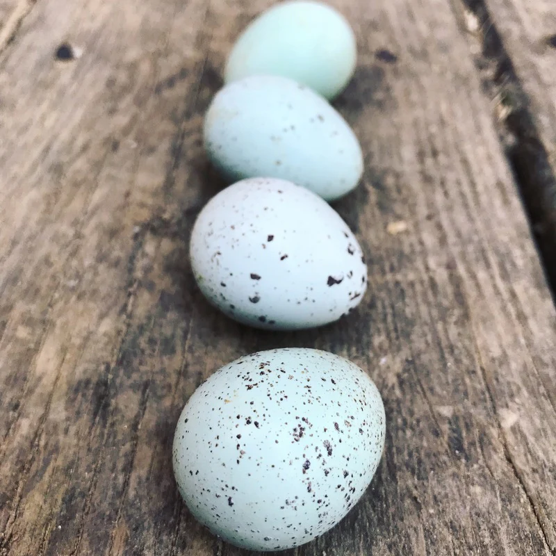 Celadon Coturnix Quail Hatching Eggs - Image 4