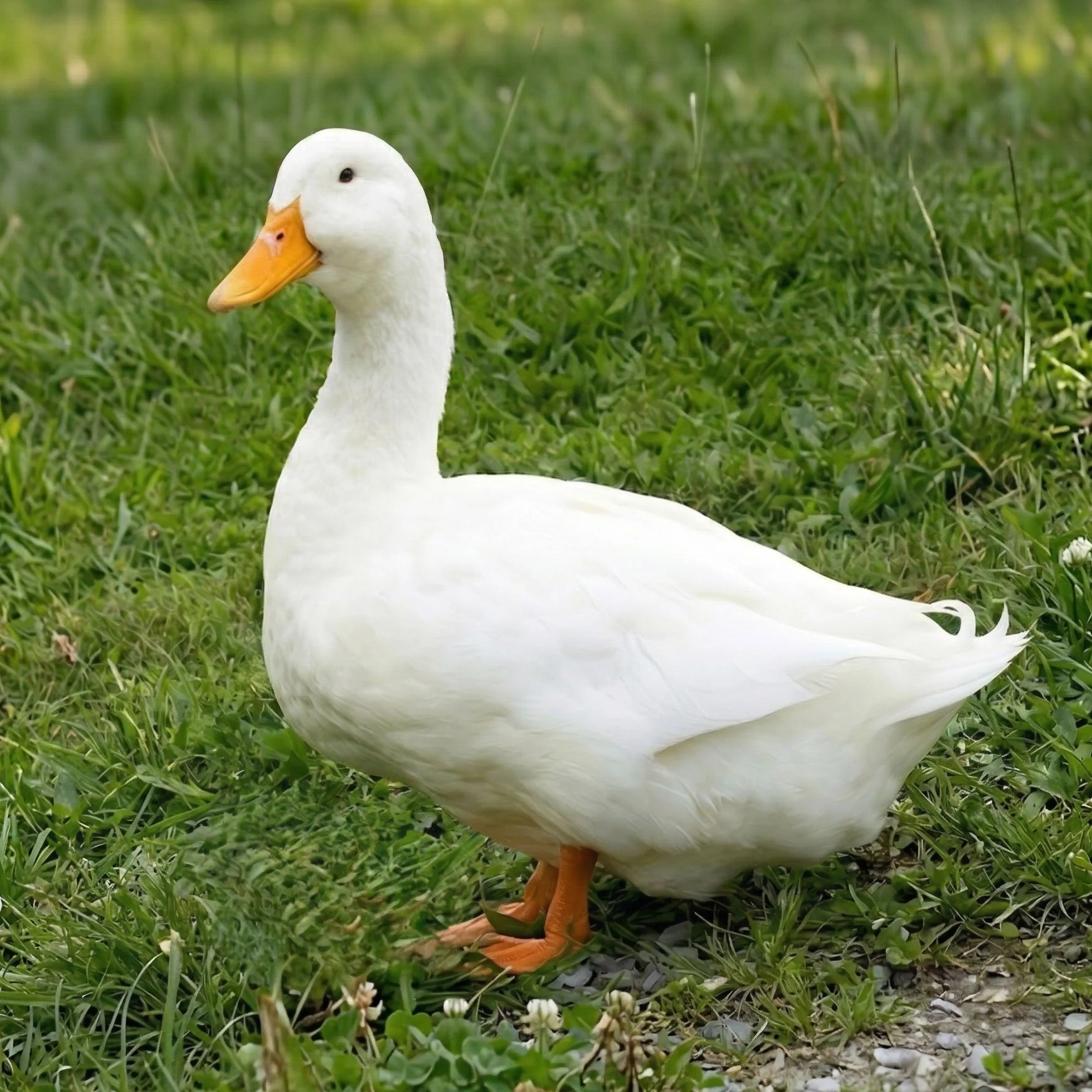 Hatching Eggs