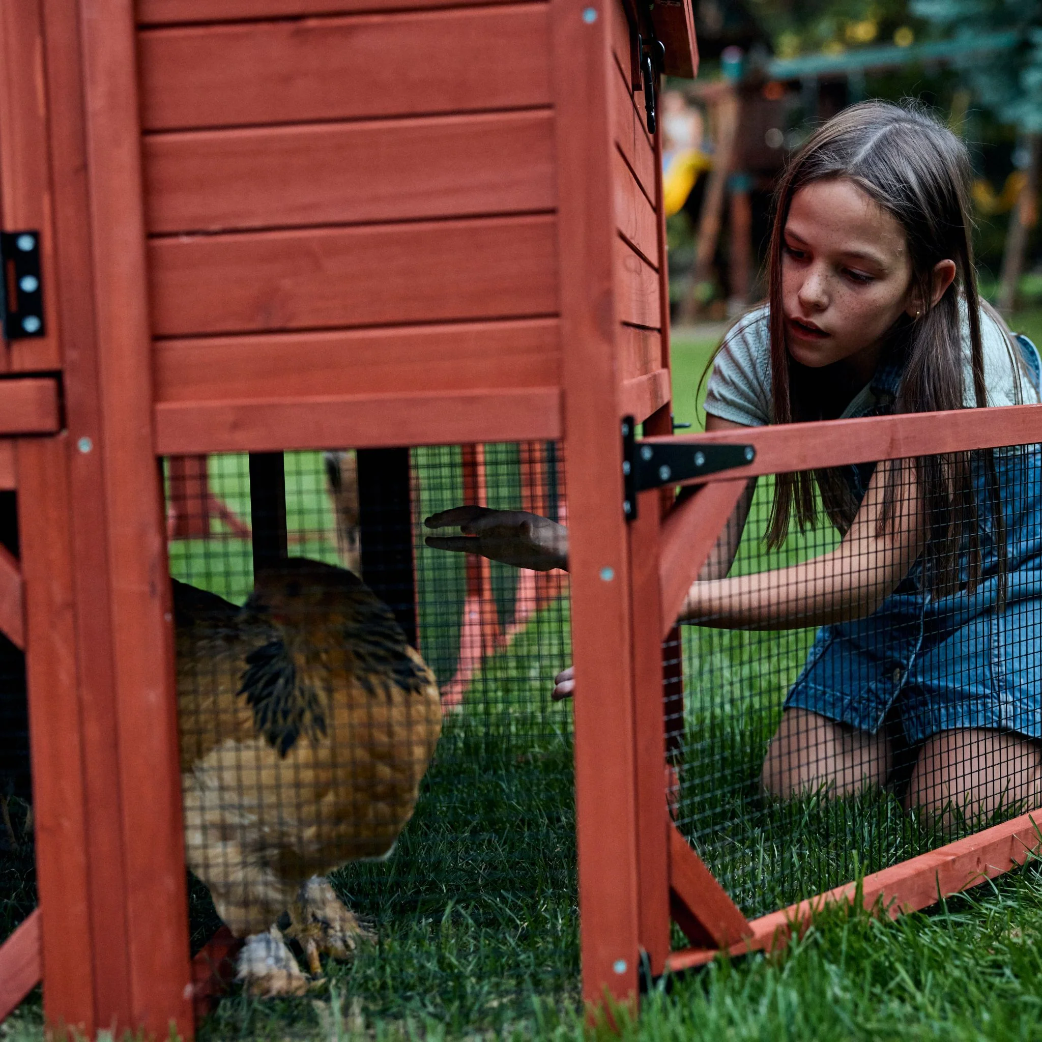 Chicken Coop for 10 Chickens - Rhode Island Homestead (Hen House Only) - Image 12