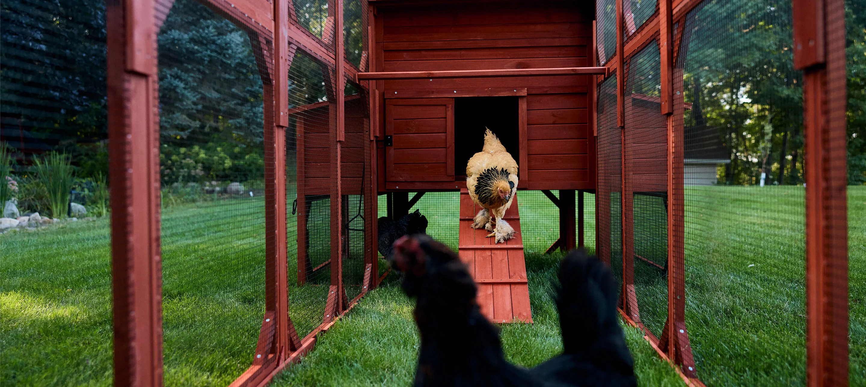 Chicken Coop for 10 Chickens - Rhode Island Homestead (Hen House Only) - Image 13