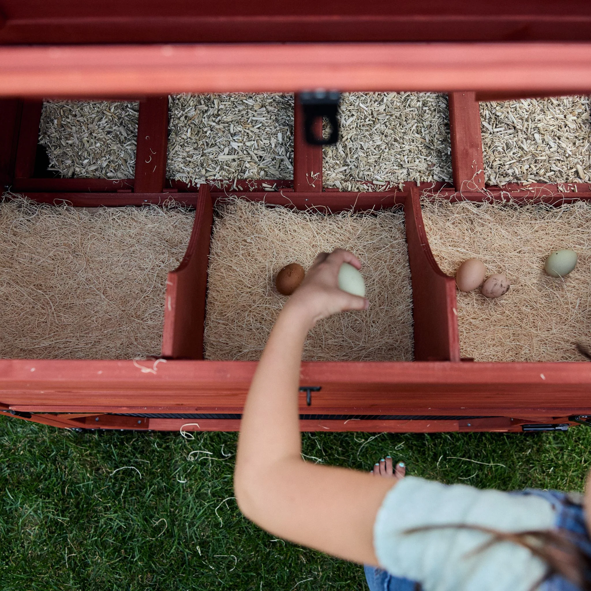 Chicken Coop for 10 Chickens - Rhode Island Homestead (Hen House Only) - Image 7